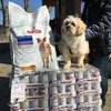 Il cane Giò Giò, dato in adozione con il suo corredo di scatolette cibo in scatolette e crocchette per 365 giorni