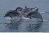 delfini
