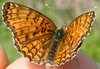 "Blitz Natura": esemplare di farfalla Melitaea phoebe