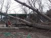 L'albero che si è abbattuto dentro al canile comunale di via Gramicia