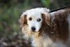 Il cane Brio nel calendario 2017 dell'associazione Avedev per il canile di Ferrara