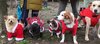 Cani più anziani nel calendario 2017 dell'associazione Avedev per il canile di Ferrara