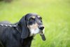 Il cane Kiwi nel calendario 2017 dell'associazione Avedev per il canile di Ferrara