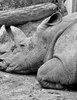 Rinoceronti vittime del bracconaggio (foto Crimine selvaggio)