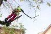 Giornata dell albero - Potatura di un albero con tecnica del free-climbing a cura del Garden Club