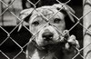 Un cane dietro una rete nella presentazione delle conferenze sui maltrattamenti di animali