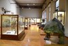 Museo di storia naturale di Ferrara - teche