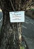 albero viale belvedere 12gen2021