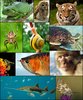 biodiversità