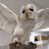 Barbagianni comune- Tyto alba- Italia e isole- Minor preoccupazione- Trend in calo rid.jpg