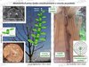 corso arboric 2
