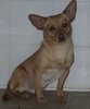 frizzi - cane canile