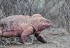 iguana-rosa-delle-galapagos.jpg