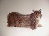 lince - foto di Maurizio Bonora