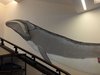 mostra cetacei_8giu2016_2.jpg