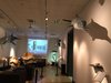 mostra cetacei_8giu2016_4.jpg