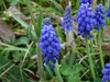 Muscari_neglectum.jpg