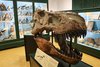 museo st nat testa tirannosauro