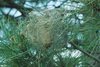 nido-processionaria pino.gif