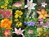 significato-fiori.jpg