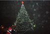 albero
