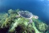 caretta