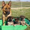 cuccioli