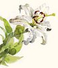 fiore