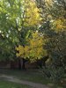 ginkgo
