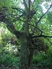 meeting forest