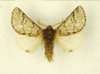 processionaria