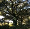Quercia (Quercus robur) di Contrapo, in via Bosca