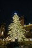 Albero, foto Andrea Forlani