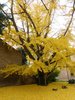 Gingko biloba della Biblioteca Ariostea di Ferrara (foto Fausto Natali)