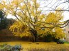 Gingko biloba della Biblioteca Ariostea di Ferrara (foto Fausto Natali)