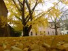 Gingko biloba della Biblioteca Ariostea di Ferrara (foto Fausto Natali)
