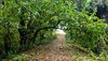 Un sentiero all'interno del Bosco di Porporana, nel territorio comunale di Ferrara