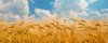 campo di grano sito web Confagricoltura