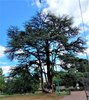 Cedro del Libano di Parco Massari al centro del piano