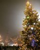La foto di Chiara Ricchiuti (@chiararicchiuti) premiata per la categoria dell'Albero della solidarietà