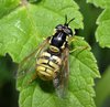 Esemplare di insetto utile come impollinatore: il Chrysotoxum cautum (foto Steven Falck)