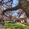 Ciliegio in fiore - Caffetteria Ristoro Schifanoia FERRARA, 5 aprile 2020