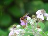 Corso di formazione entomologica a cura Museo storia naturale Ferrara - volucella zonaria femmina