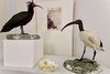 Darwin Day2024 gli esemplari di Ibis eremita e Ibis sacro recentemente acquisiti nelle collezioni del museo