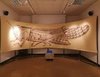 Disegno di Marcello Carrà - Museo di storia naturale Ferrara - fino 20 ottobre 2019