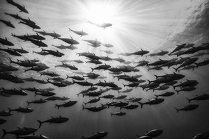 Una delle foto di Francesco Zizola per la mostra "Mare Omnis"