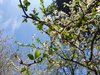 Call fioriture 2020: giardino di Ferrara (foto dell'associazione Ilturco per manifestazione Interno Verde)