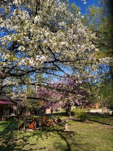 I ciliegi del Giardino Ristoro di Palazzo Schifanoia