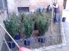 Giornata dell albero - Ppiantumazione dell'aiuola in via Savonarola
