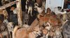 Immagine di un caso di 'accumulo' di animali